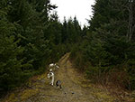 three dogs going walkies