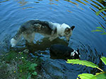 Legs and Lola in a pond