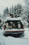 dogs ontop of the truck canopy