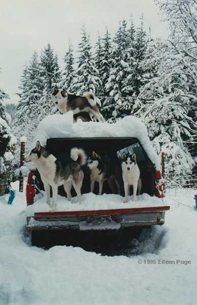 Dogs on top of the truck canopy.