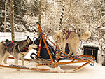 zoeda checking out the sled