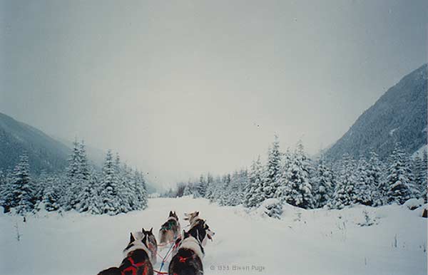 Dogs coming home at New Remo