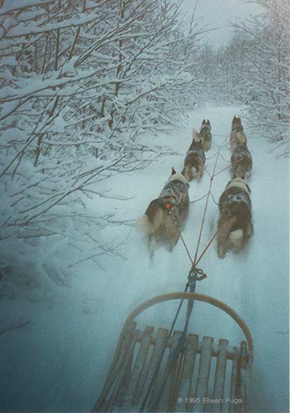 Dogs on the trail at New Remo