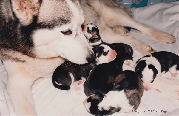 panda's litter.