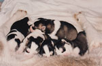puppies
