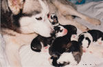 panda's litter of puppies