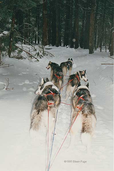 Dogs on the trail at New Remo