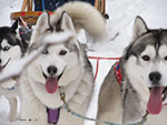 three dogs sledding